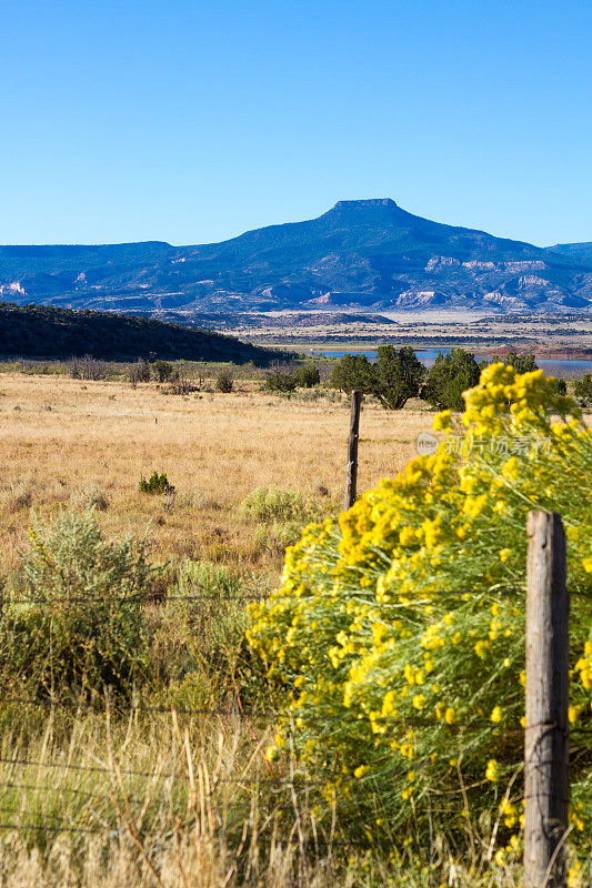 阿比奎，NM: Cerro Pedernal Mesa和Chamisa/Rabbit Brush